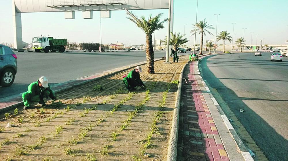22 ألف شجرة وشتلة تزين أحياء وشوارع الجبيل