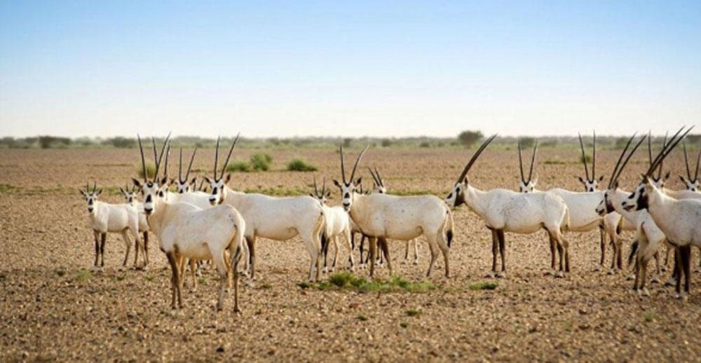جانب من المحميات الطبيعية في المملكة