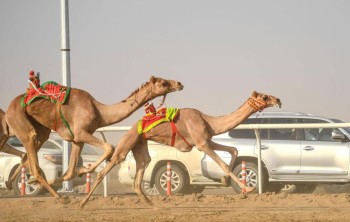 اشتعال منافسات ثالث أيام الأشواط الختامية لمهرجان ولي العهد للهجن