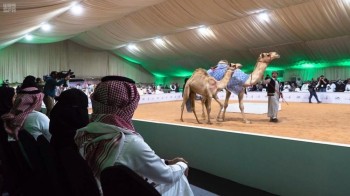 900 ألف ريال مبيعات مزاد الهجن في معرض الصقور 