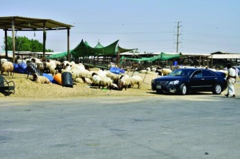 حملات على سوق الأغنام بالخبر قبل عيد الأضحى