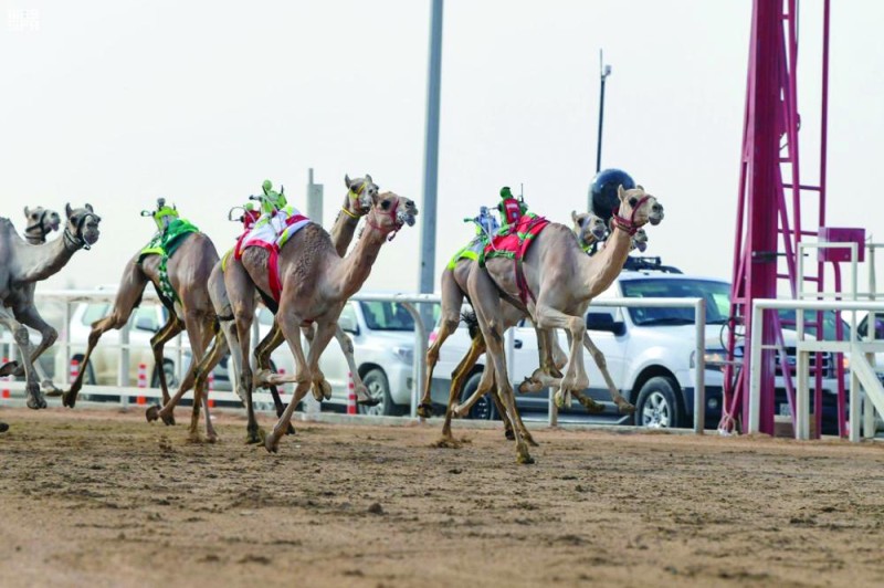تكثيف الأعمال البيطرية بمهرجان ولي العهد للهجن
