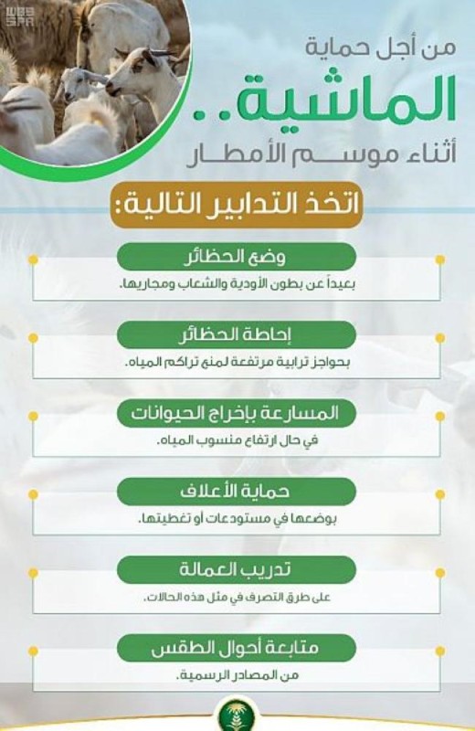 البيئة توجه نصائح لمربي الماشية في موسم الأمطار؟