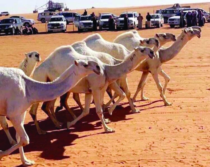 اليوم.. تنافس سعودي إماراتي بمهرجان الإبل