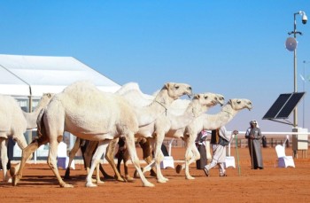 فهد بن حثلين: ننهض بمسابقات الإبل وفق خطة مرسومة من سمو ولي العهد