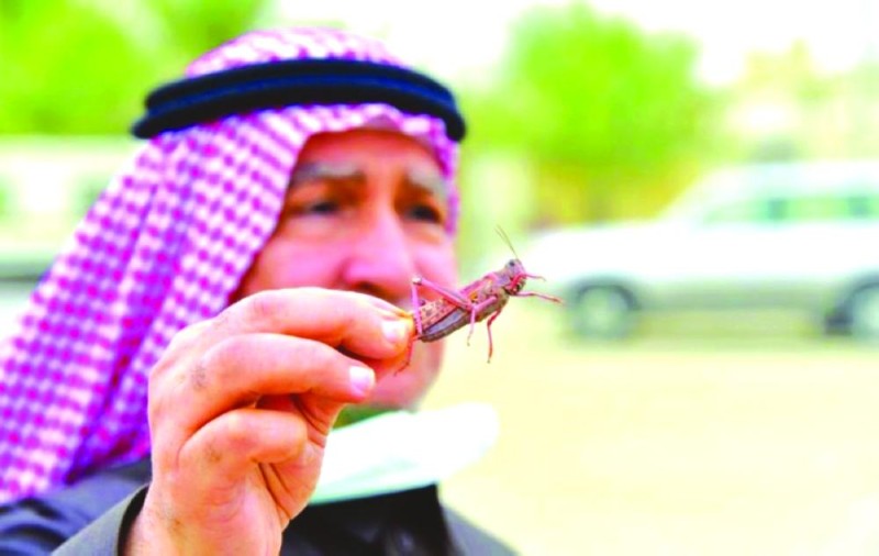 35 فرقة تكافح الجراد الأصفر في الشرقية