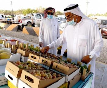مزارعو الأحساء يقطفون بواكير "الرطب"