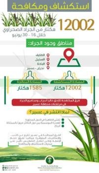 "البيئة" طهرت 12 ألف هكتار.. لماذا ينتشر الجراد في عسير؟