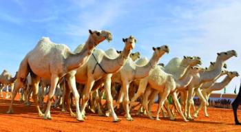 الإبل «المرقمة» تتخطى حاجز المليون