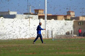 «الجراد» يداهم العدالة