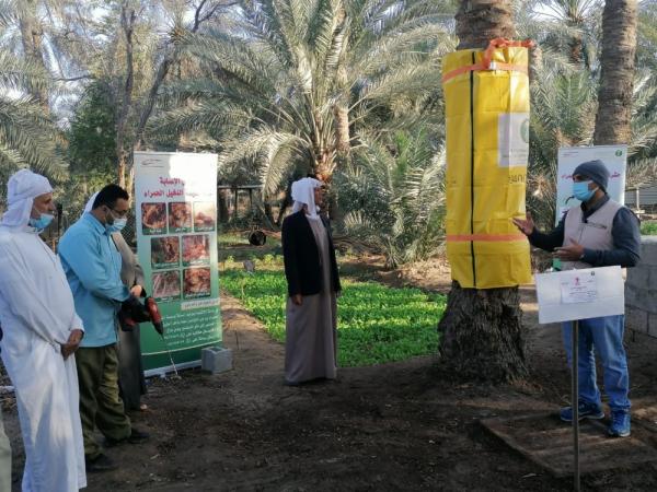 يوم حقلي لتوعية المزارعين بمكافحة «السوسة الحمراء»