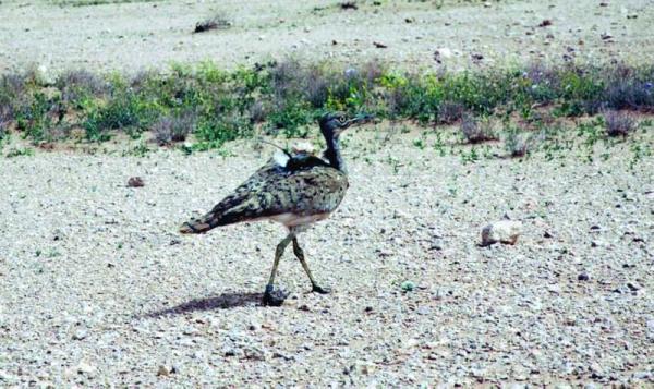 «سجا وأم الرمث».. محمية وطنية بتصنيف عالمي