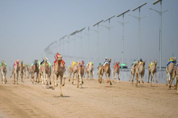 انطلاق مهرجان ولي العهد للهجن في نسخته الثالثة بالطائف ..غداً