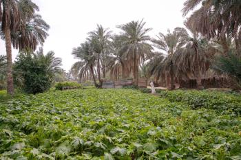 «زراعة الشرقية» تحتفي بيوم الزراعة العربي بالأحساء
