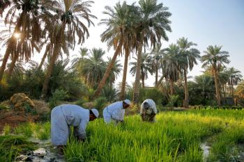 «زراعة الشرقية» تحتفي بيوم الزراعة العربي بالأحساء
