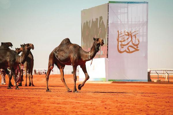 «الإبل».. تراث الآباء والأجداد ومصدر فخر سكان الجزيرة العربية