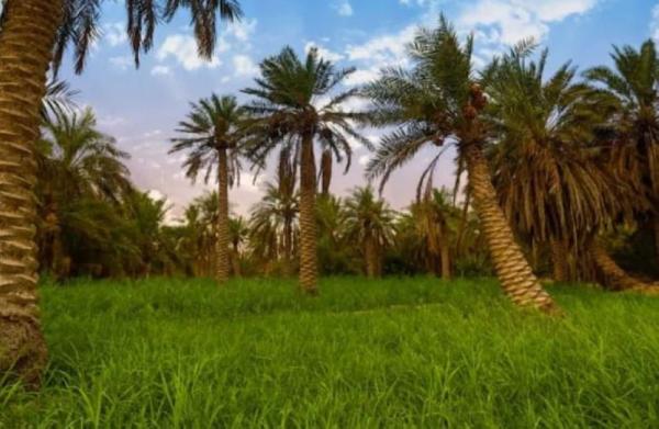 واحة الأحساء أحد أبرز المواقع السعودية المسجلة في قائمة التراث لليونسكو
