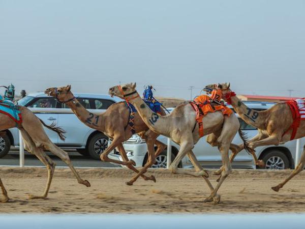 سباقات الهجن تحظى باهتمام كبير من المملكة - صورة من الحساب الرسمي للاتحاد السعودي للهجن