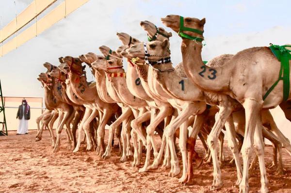 سباق الهجن