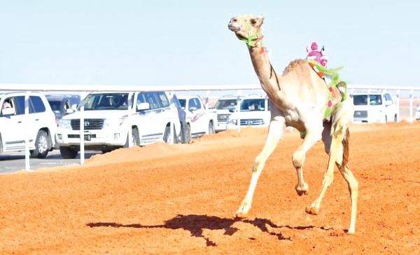 
اللياقة البدنية والسرعة أهم شروط إبل الهجن (اليوم)