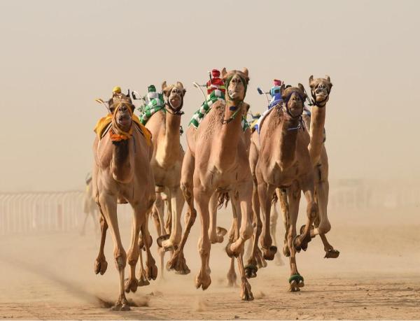 لقطة سابقة من مهرجان الهجن