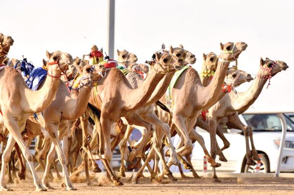 مهرجان الطائف موسم ساخن من مواسم سباقات الهجن