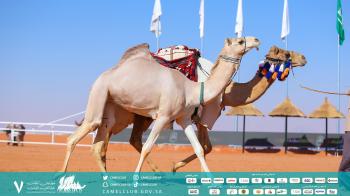 مهرجان الملك عبدالعزيز للإبل يربط الأطفال بموروثهم الثقافي