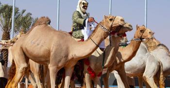 أكثر من 60 مليون مشاهدة لوسم مهرجان الملك عبدالعزيز للإبل