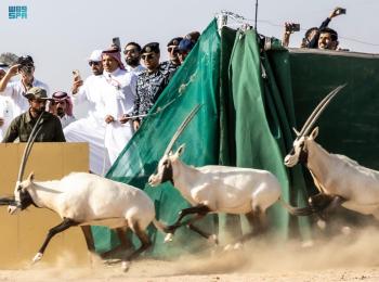 إطلاق مجموعة من المها العربي والوعل وظبي الريم في محمية نيوم لإعادة توطين الكائنات الفطرية - حساب نيوم 