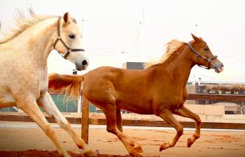 من مشاركة مركز الملك عبد العزيز للخيل العربية الأصيلة في مهرجان الإبل - واس الرياضي