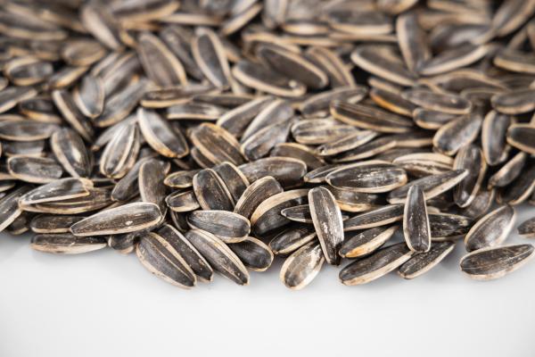 تحتوي بذور عباد الشمس على كميات كبيرة من البروتينات والدهون الصحية- مشاع إبداعي