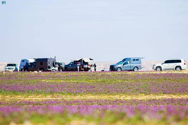 رائحة اللافندر في الجوف تجذب السياح من داخل وخارج المملكة - واس