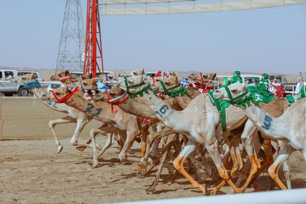 فعاليات وأنشطة متنوعة بانتظار الجماهير ضمن كأس العُلا للهجن