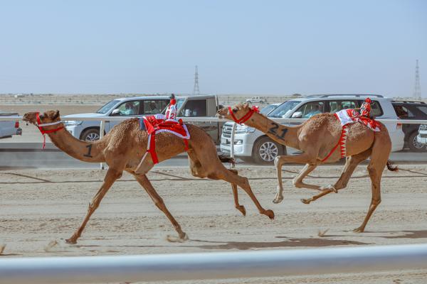 فعاليات وأنشطة متنوعة بانتظار الجماهير ضمن كأس العُلا للهجن