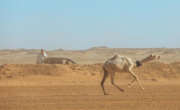 جادة تبوك 