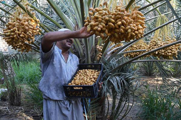 مزارع يجني بواكير محاصيل رطب الغر والطيار والمجناز 