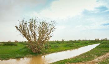 محمية الإمام عبدالعزيز بن محمد الملكية - حساب المحمية (تويتر)