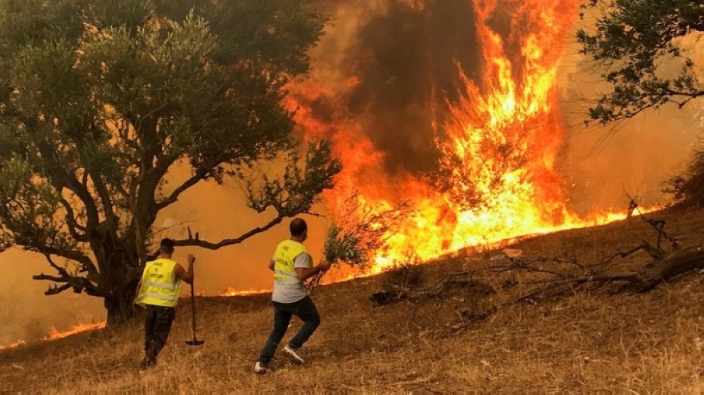 رئيس الجزائر: يد إجرامية تقف وراء حرائق الغابات
