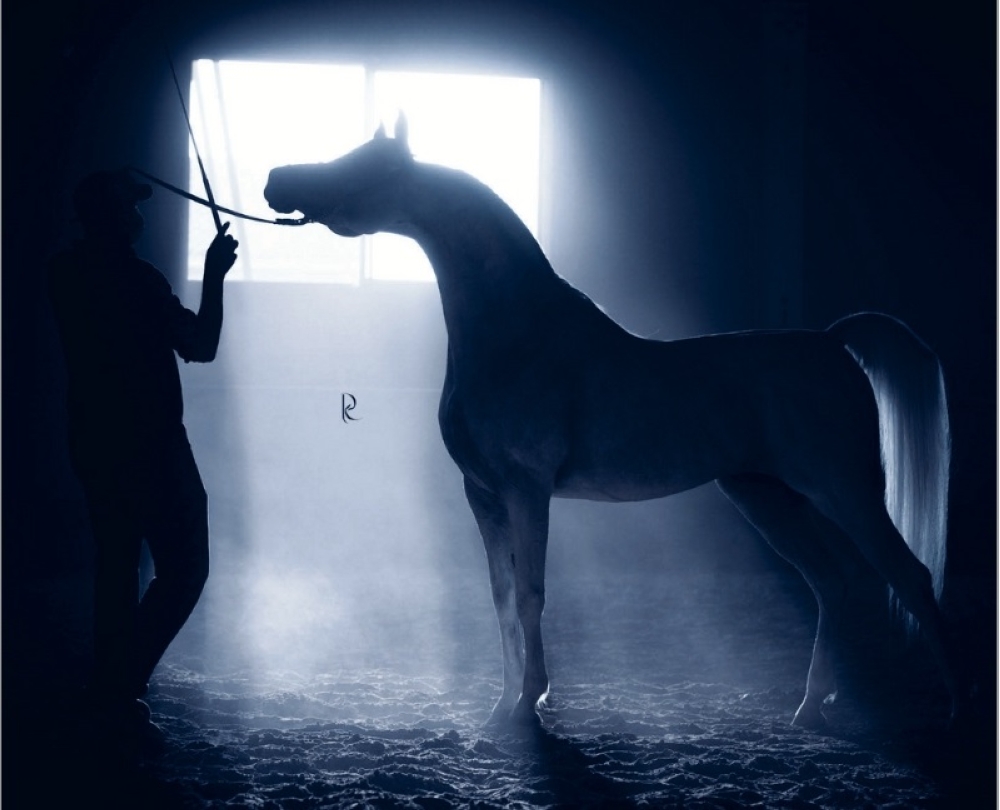 يشارك في المهرجان أكثر من 450 خيل وأكثر من 30 عارض خيل عالمي - إكس عبية