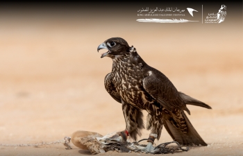 جانب من فعاليات سابع أيام مهرجان الملك عبدالعزيز للصقور- نادي الصقور 