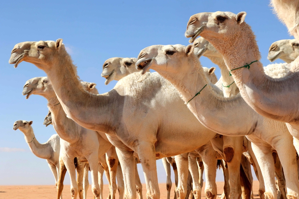 مهرجان الإبل - أرشيفية اليوم