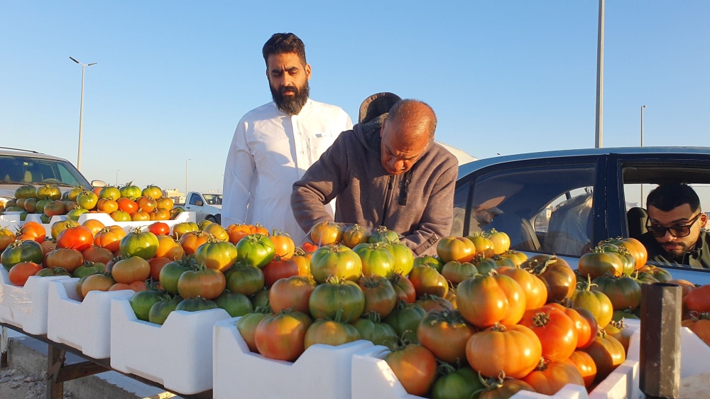 فيديو | الطماطم الرامسي.. فاكهة الشتاء في القطيف