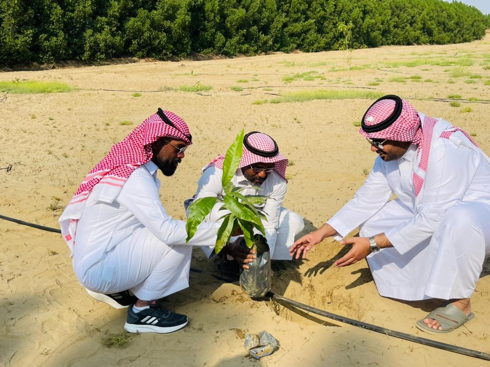 توزيع الشتلات الزراعية لرفع المنتجات المحلية وتنمية الغطاء النباتي - اليوم