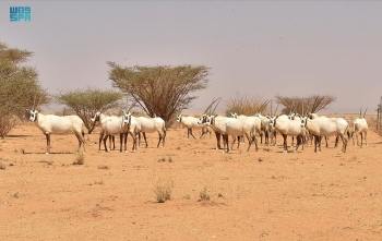 حماية الحياة البرية- واس