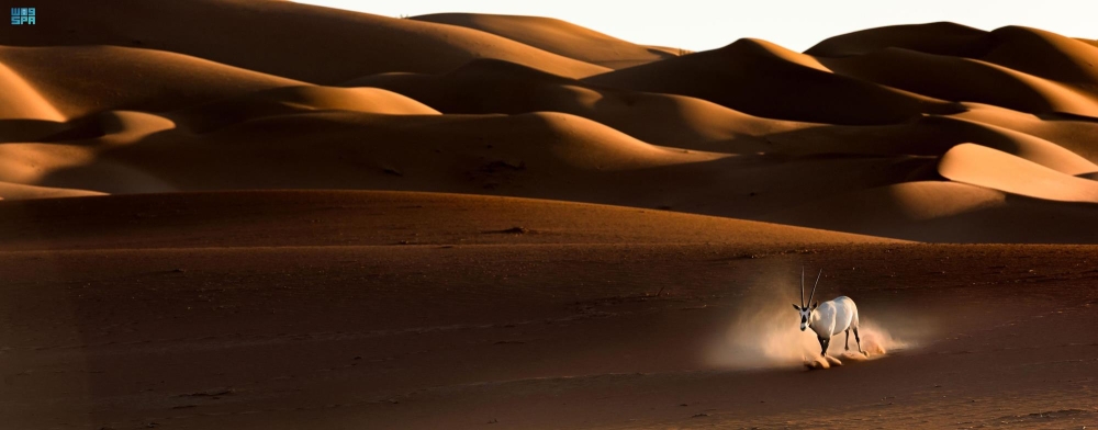 جهود السعودية في الحفاظ على ثروتها من الأحياء البرية - واس