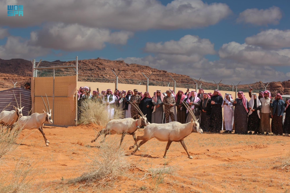 
إطلاق الغزلان بالتعاون مع المركز الوطني لتنمية الحياة الفطرية (واس)