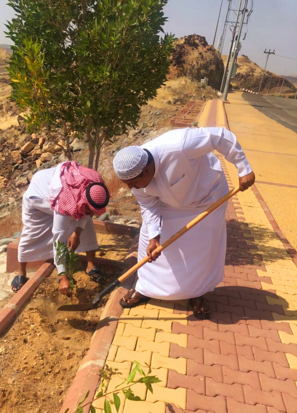 بالصور.. تنفيذ مبادرة تطوعية للتشجير بمحافظة الكامل