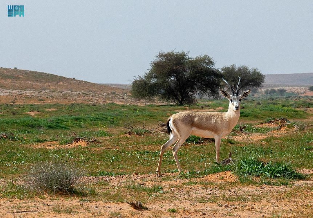 هيئة تطوير محمية الإمام تركي بن عبدالله الملكية تعيد مقومات الحياة الطبيعية والفطرية إلى شمال شرق المملكة- واس