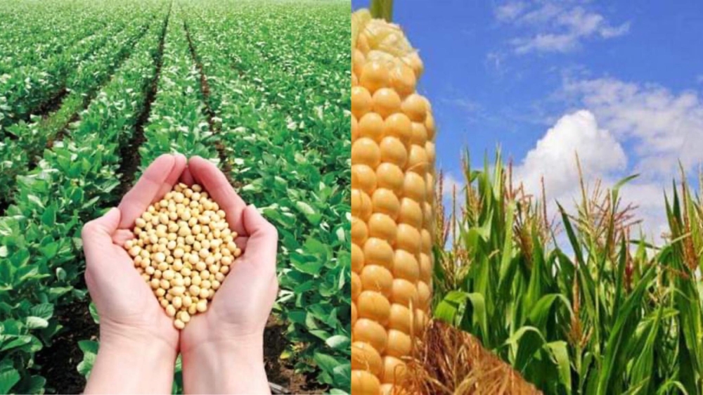 صعود أسعار الحبوب عالميًا مع اضطراب محاصيل كبار الموردين