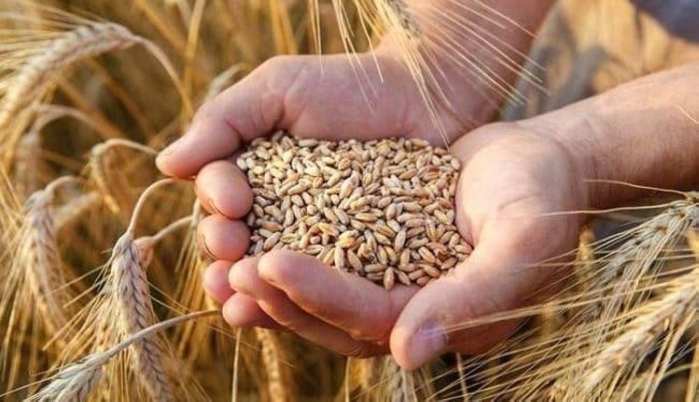 صعود أسعار الحبوب عالميًا مع اضطراب محاصيل كبار الموردين